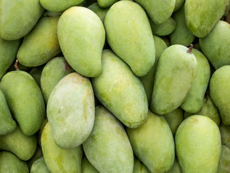 Green mango backgroundの写真素材