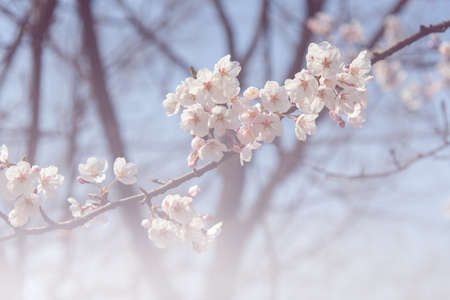 Cherry blossom in soft focusの写真素材