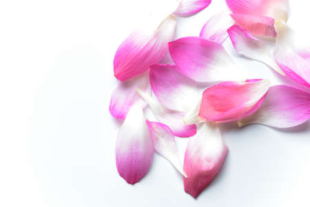Pink lotus petals isolated on white backgroundの写真素材