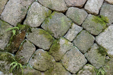 Close up of stone-wall background with moss and creeperの写真素材