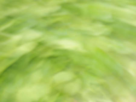 Natural abstract background from green plantsの写真素材
