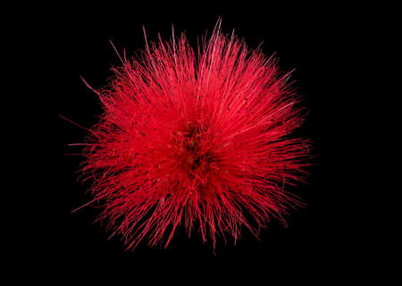 Close up of Red Powder Puff or Calliandra haematocephala Hassk isolated on black backgroundの写真素材