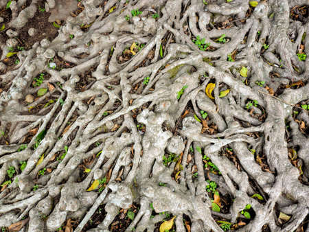 Root of the tree which is a nature background