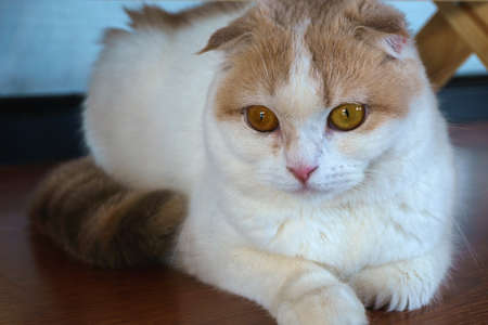 Calico Scottish Fold cat looking at cameraの写真素材