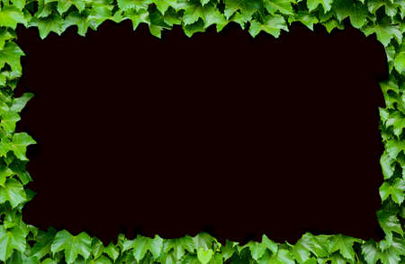 Green plant background decorated as a frame on black backgroundの写真素材