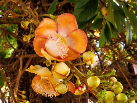 Close up of Sal flower or shal  flower or cannon ball flowerの写真素材