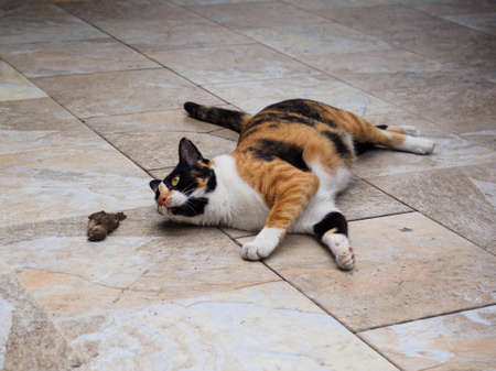 Female Tortoiseshell and white cat lying on the floor and looking at the bird that it just huntedの写真素材
