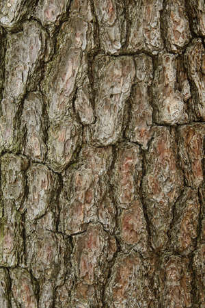 Details of brown tree bark background 