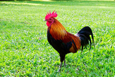 Colorful and beautiful Asian indigenous rooster standing in the green field.の写真素材
