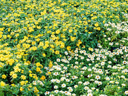 Yellow and white Kunth flowers with green leaves  backgroundの写真素材