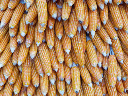 Close up of the hanging of dried corns which can be used as a background.の写真素材