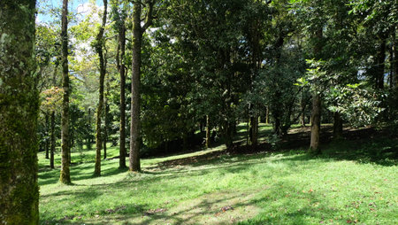 Tropical forest in sunny day. Nature green wood and grass.の写真素材