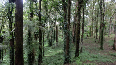 Rainforest in Costa Rica, Central America, Central America, South Americaの写真素材