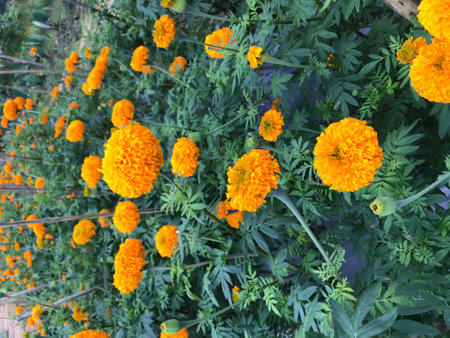 Orange marigold flowers in the garden. (Tagetes erecta L.)の写真素材