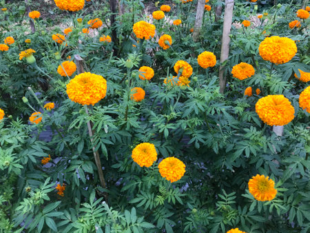 Beautiful marigold flowers in the garden, nature background.の写真素材