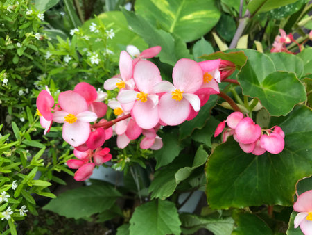 Begonia flowers blooming in the garden, closeup of photoの写真素材