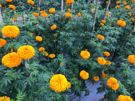 Orange marigold flowers in the garden. (Tagetes erecta)の写真素材