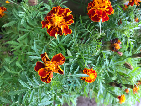 Beautiful marigold flowers in the garden. Nature background.の写真素材