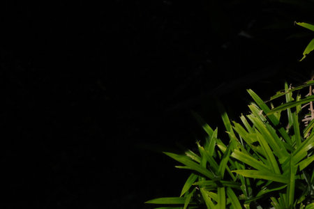 Green leaves and black background with selective focus and copy space for text