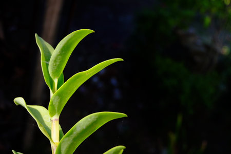 close up of a green leaf with copy space in the background.の写真素材