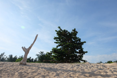 Tree on the beach with blue sky and white clouds in the backgroundの写真素材