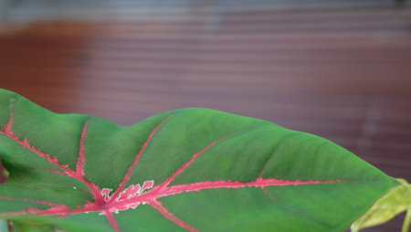 Caladium bicolor leaves with blurred background. (Caladium bicolor)の写真素材