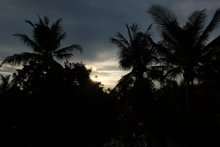Silhouette of coconut tree at sunset in the tropics.の写真素材
