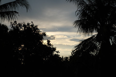 Silhouette of coconut tree at sunset in the tropics.の写真素材