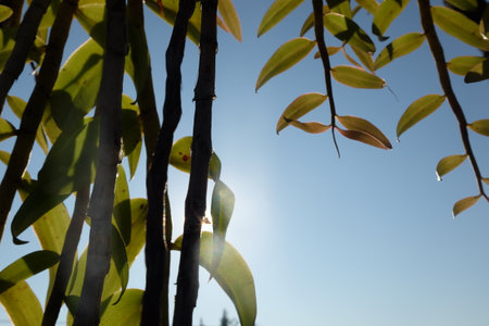 Bamboo leaves on the background of the blue sky and sun.の写真素材