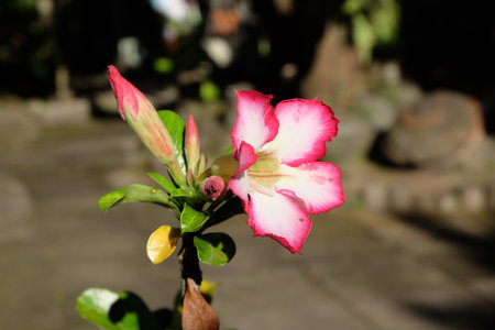 Desert rose or Impala Lily (Adenium obesum)の写真素材