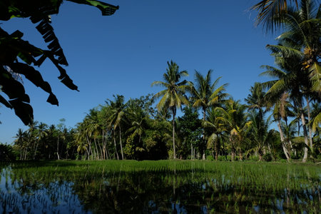 Tropical landscape with coconut trees and a lake in Sri Lankaの写真素材