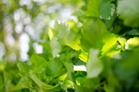 Leaves in the sun の写真素材