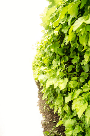 Isolated bush の写真素材