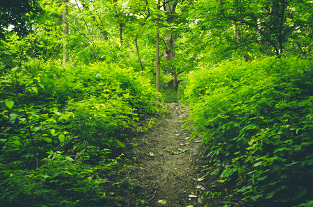 Forest trail の写真素材