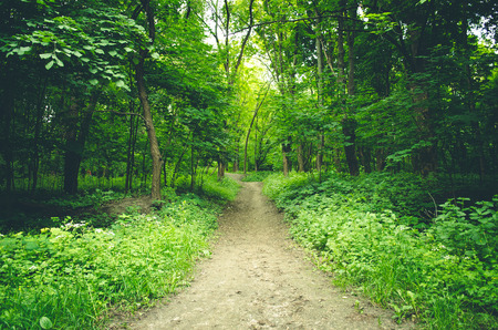 Forest trail の写真素材