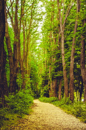 Forest trail の写真素材