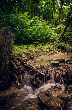 Forest creek の写真素材