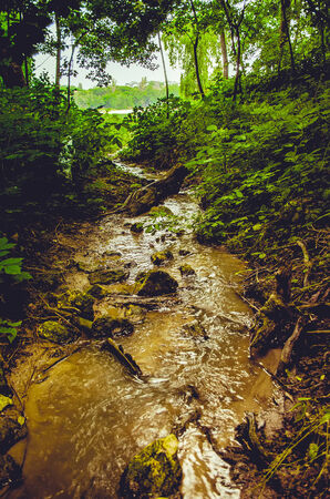 Forest creek の写真素材