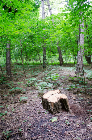 Copped tree  Forest stumpの写真素材