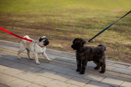 Pug dog - dog girl in the park. Happy puppy having rest, enjoying nature. Cute portrait of a puppy pug outdoors, play in the park.の写真素材