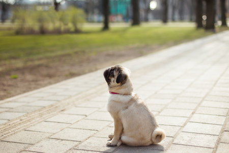 Pug dog - dog girl in the park. Happy puppy having rest, enjoying nature. Cute portrait of a puppy pug outdoors, play in the park.の写真素材