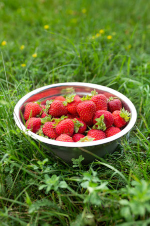 Fresh garden strawberries, bowl with strawberries. Freshly picked berries from the garden.の写真素材