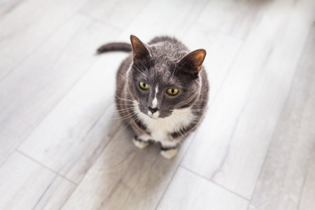 Grey pet cat sitting on light wooden floor. Pet at home