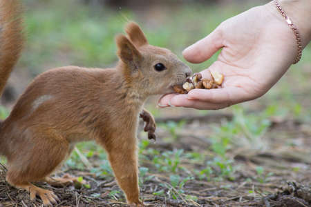 Squirrel eats with hands
