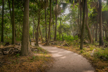 The path through the jungle forest at Serekunda, Gambia, with green trees.の写真素材
