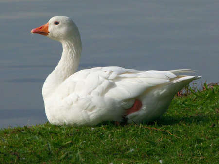 White Gooseの写真素材