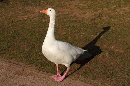 A white goose striking a proud pose, standing on the edge of a path on a bright sunny day.の写真素材