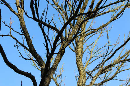 Sunlit Redwood Branches in Winterの写真素材