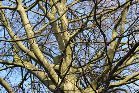 Sunlit Cherry Tree Branches in Winterの写真素材