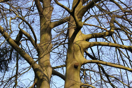 Sunlit Cherry Tree Branches in Winterの写真素材